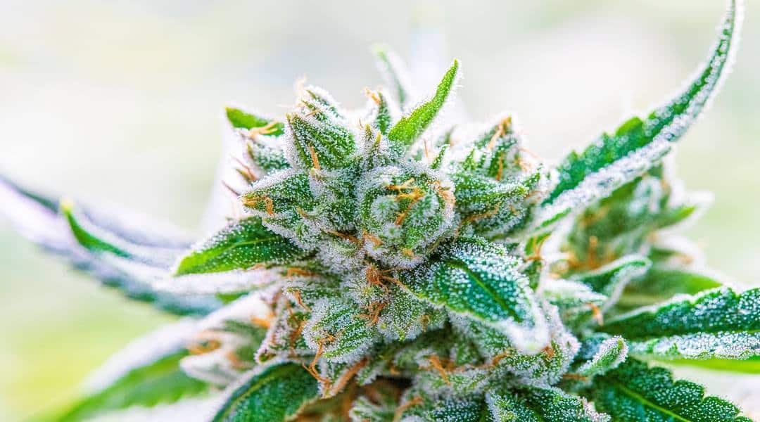 How to Order THCa Online Safely and Legally