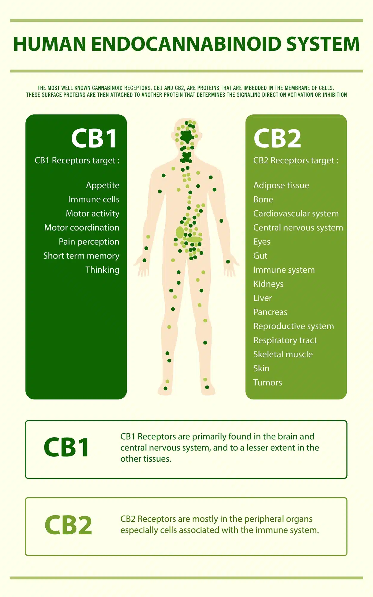 endocannabinoid system