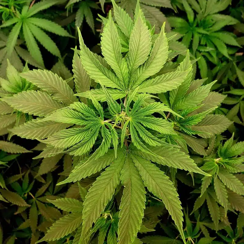 overhead close up of hemp plant