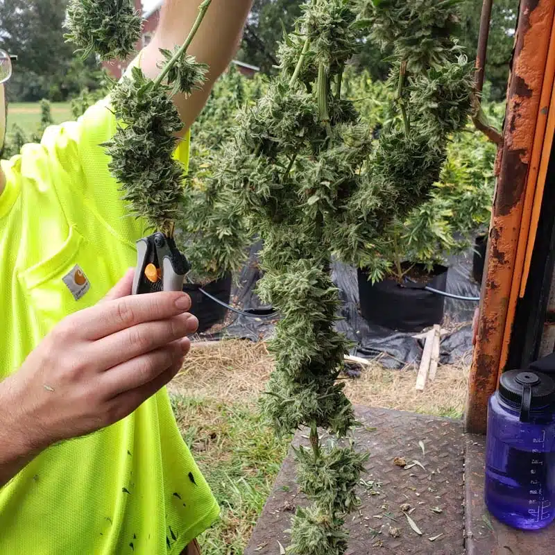 pruning hemp plants